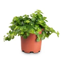 Peperomia Rotundifolia - Trailing Jade Plant -Plant Promotion Store Peperomia rotundifolia Trailing Jade Plant 10.5x15cm