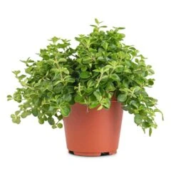 Peperomia Rotundifolia - Trailing Jade Plant -Plant Promotion Store Peperomia rotundifolia Trailing Jade Plant 12x20cm