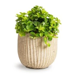 Peperomia Rotundifolia - Trailing Jade Plant -Plant Promotion Store Peperomia rotundifolia Trailing Jade Plant 12x20cm Feico Plant Pot Mint Grey 15x13cm