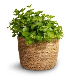 Igmar Plant Basket - Natural -Plant Promotion Store Peperomia rotundifolia Trailing Jade Plant 12x20cm Igmar Plant Basket Natural 13x10cm