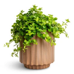 Peperomia Rotundifolia - Trailing Jade Plant -Plant Promotion Store Peperomia rotundifolia Trailing Jade Plant 15x25cm Bourton Scalloped Plant Pot Clay 18x18cm 942bf03c 7c56 496e 942e 52396b233104