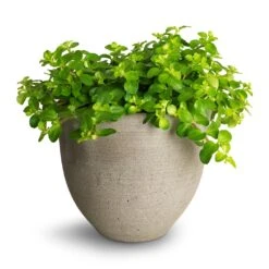 Peperomia Rotundifolia - Trailing Jade Plant -Plant Promotion Store Peperomia rotundifolia Trailing Jade Plant 15x25cm Coral Refined Planter Clouded Grey 2 ffb4aec4 be46 4dc2 9a45 7abb2fc83fcf