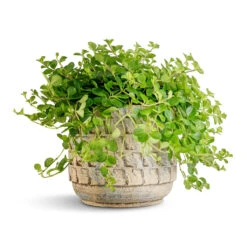 Jim Plant Pot - Shell 29 Jim Plant Pot - Shell -Plant Promotion Store Peperomia rotundifolia Trailing Jade Plant 15x25cm Jim Plant Pot Shell 19x16cm 2 1edc8588 76d6 4104 bc34 601157839ed7