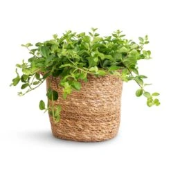 Nelis Plant Basket - Natural 35 Nelis Plant Basket - Natural -Plant Promotion Store Peperomia rotundifolia Trailing Jade Plant 15x25cm Nelis Plant Basket Natural 16x16cm