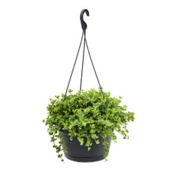 Peperomia Rotundifolia - Trailing Jade Plant -Plant Promotion Store Peperomia rotundifolia Trailing Jade Plant 28x50cm