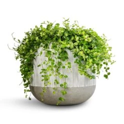 Pax Ridged Plant Pot - White Stripe 13 Pax Ridged Plant Pot - White Stripe -Plant Promotion Store Peperomia rotundifolia Trailing Jade Plant 28x50cm Pax Plant Pot Ridged White Stripe 40x36cm 2 984ef851 7643 4afb a165 7fc6a1373102