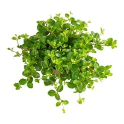 Peperomia Rotundifolia - Trailing Jade Plant -Plant Promotion Store Peperomia rotundifolia Trailing Jade Plant Leaves