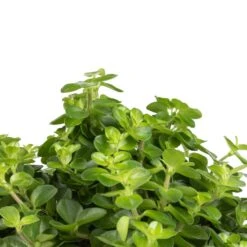 Peperomia Rotundifolia - Trailing Jade Plant -Plant Promotion Store Peperomia rotundifolia Trailing Jade Plant SWATCH