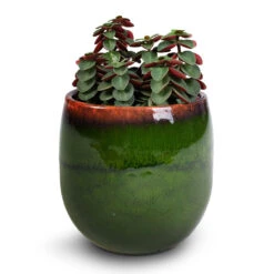 Peperomia Verticillata Red Log