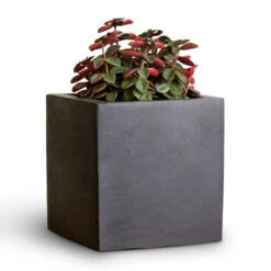 Fleur Natural Planter - Black -Plant Promotion Store Peperomia verticillata Red Log 11x15cm Fleur Natural Planter Black 15x15x15cm 2