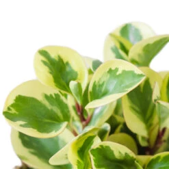 Peperomia Obtusifolia Obtipan Bicolor -Plant Promotion Store PeperomiaobtusifoliaObtipanBicolor 1