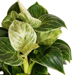 Philodendron Birkin - White Wave -Plant Promotion Store Philodendron Birkin White Wave 11x20cm 2