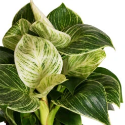 Philodendron Birkin - White Wave -Plant Promotion Store Philodendron Birkin White Wave 11x20cm 2 Cropped