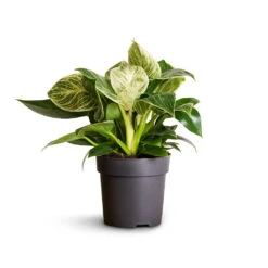 Philodendron Birkin - White Wave -Plant Promotion Store Philodendron Birkin White Wave 11x20cm