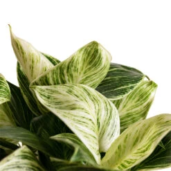 Philodendron Birkin - White Wave -Plant Promotion Store Philodendron Birkin White Wave 11x20cm 3