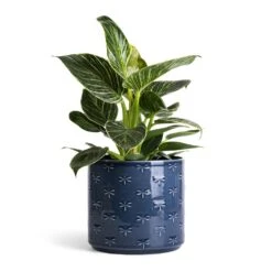 Arley Plant Pot - Blue Dragonfly 20 Arley Plant Pot - Blue Dragonfly -Plant Promotion Store Philodendron Birkin White Wave 12x25cm Arley Plant Pot Blue Dragonfly 14.5x15.5cm 3db2b8c4 558d 48de af5d 7c1e1da03fcb