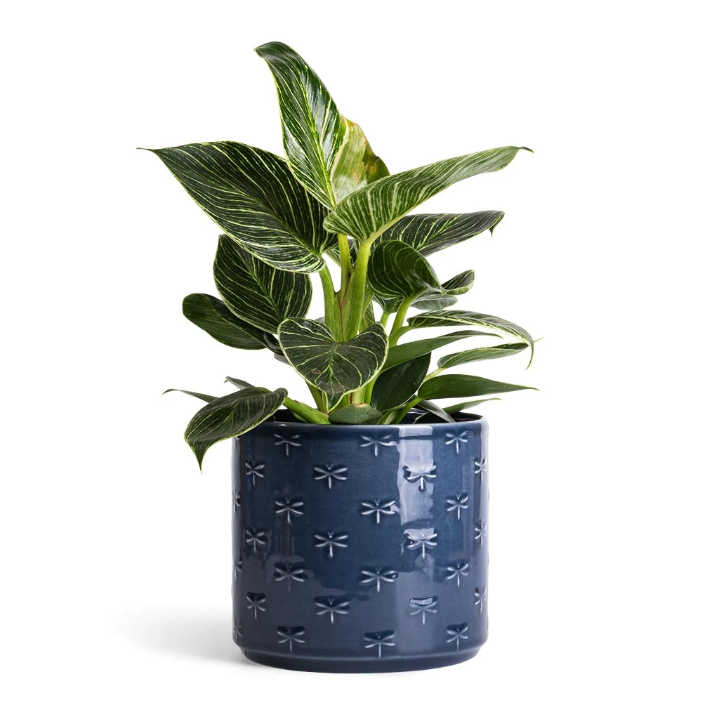 Arley Plant Pot - Blue Dragonfly 10 Arley Plant Pot - Blue Dragonfly - Image 8