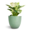 Philodendron Birkin - White Wave 2 Philodendron Birkin - White Wave -Plant Promotion Store Philodendron Birkin White Wave 12x25cm Bola Artstone Plant Pot Thyme 17x15cm 2