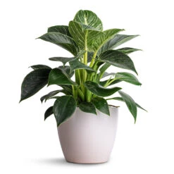 Sven Plant Pot - White 15 Sven Plant Pot - White -Plant Promotion Store Philodendron Birkin White Wave 12x25cm Sven Plant Pot White 15x12cm 00d743ca 4268 4285 a79f 21c041437d3d