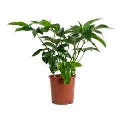 Philodendron Green Wonder 14 Philodendron Green Wonder -Plant Promotion Store Philodendron Green Wonder 24cm