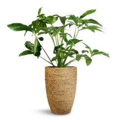 Philodendron Green Wonder 12 Philodendron Green Wonder -Plant Promotion Store Philodendron Green Wonder 24x80cm Ben Plant Pot Straw Grass 30x41cm