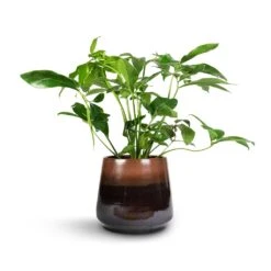Philodendron Green Wonder 13 Philodendron Green Wonder -Plant Promotion Store Philodendron Green Wonder 24x80cm Joah Plant Pot Truffle 33x28cm