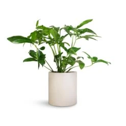 Philodendron Green Wonder 15 Philodendron Green Wonder -Plant Promotion Store Philodendron Green Wonder 24x80cm Max Refined Planter Natural White 29x29.5cm
