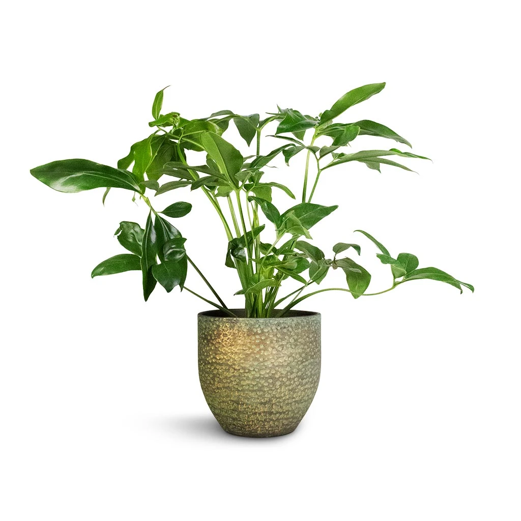 Rinca Plant Pot - Shiny Green 16 Rinca Plant Pot - Shiny Green - Image 14