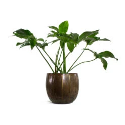 Philodendron Green Wonder 16 Philodendron Green Wonder -Plant Promotion Store Philodendron Green Wonder Gusto Metal Plant Pots Set of 3 Old Brown