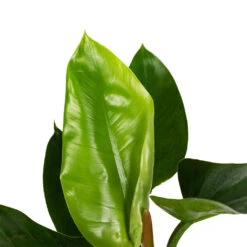 Philodendron Imperial Green 25 Philodendron Imperial Green -Plant Promotion Store Philodendron Imperial Green 17x50cm 1