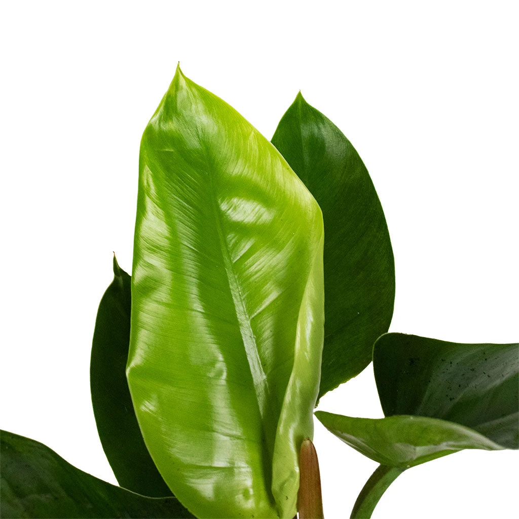 Philodendron Imperial Green 11 Philodendron Imperial Green - Image 9