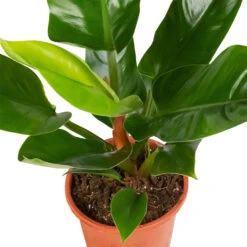 Philodendron Imperial Green 26 Philodendron Imperial Green -Plant Promotion Store Philodendron Imperial Green 17x50cm 2