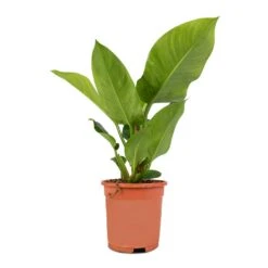 Philodendron Imperial Green 29 Philodendron Imperial Green -Plant Promotion Store Philodendron Imperial Green 17x50cm