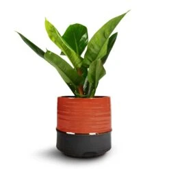 Marlijn Plant Pot - Coral 32 Marlijn Plant Pot - Coral -Plant Promotion Store Philodendron Imperial Green 17x50cm Marlijn Plant Pot Coral 21x21cm 1 f81fb526 ca0b 49d9 b285 ba12d753fae5