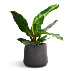 Patt Plant Pot - Black Washed -Plant Promotion Store Philodendron Imperial Green 17x50cm Patt Plant Pot Black Washed 23x20cm 1 48453c95 a4d9 4318 97cb e25ce09f8334