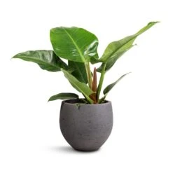 Philodendron Imperial Green 22 Philodendron Imperial Green -Plant Promotion Store Philodendron Imperial Green 19x50cm Mini Orb Kevan Plant Pot Black Washed 25x21cm