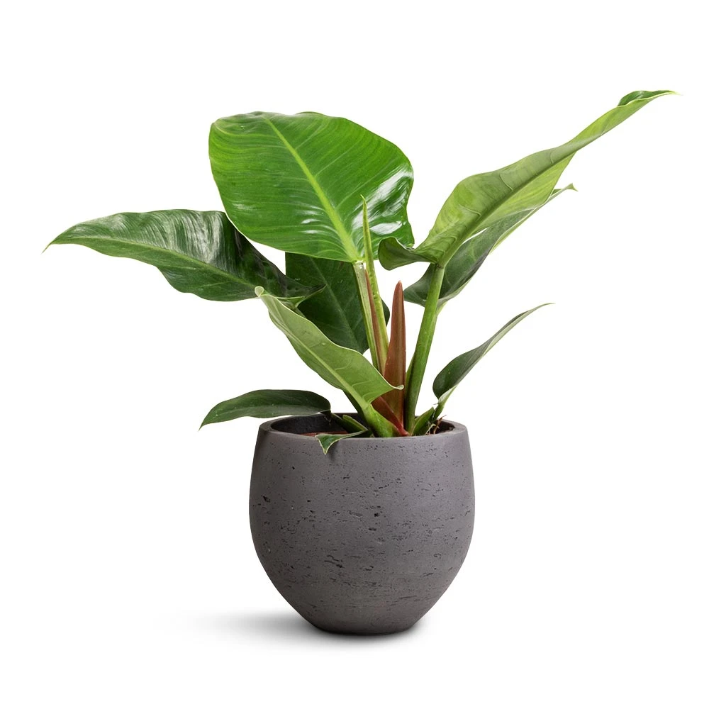 Philodendron Imperial Green 8 Philodendron Imperial Green - Image 6