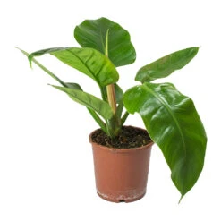 Philodendron Imperial Green 28 Philodendron Imperial Green -Plant Promotion Store Philodendron Imperial Green