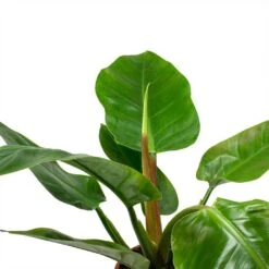 Philodendron Imperial Green 23 Philodendron Imperial Green -Plant Promotion Store Philodendron Imperial Green Leaves