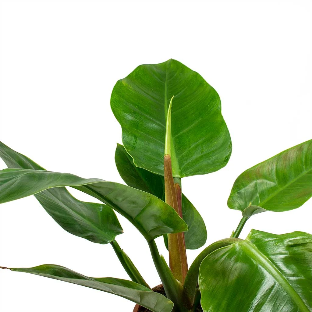 Philodendron Imperial Green 9 Philodendron Imperial Green - Image 7
