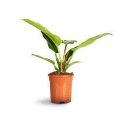 Philodendron Imperial Green 30 Philodendron Imperial Green -Plant Promotion Store Philodendron Imperial Green 35ef9fe9 aa94 4960 8b8b 03aec7827fd5