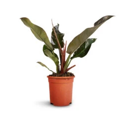 Philodendron Imperial Red -Plant Promotion Store Philodendron Imperial Red 17x50cm 2