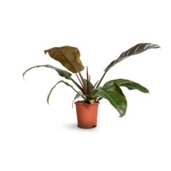 Philodendron Imperial Red -Plant Promotion Store Philodendron Imperial Red 17x50cm