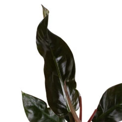 Philodendron Imperial Red -Plant Promotion Store Philodendron Imperial Red 17x50cm 2 e8fdfc92 0f4f 44a8 9630 c2b4c949d33d