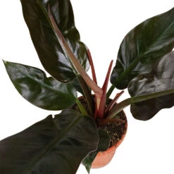 Philodendron Imperial Red -Plant Promotion Store Philodendron Imperial Red 17x50cm 3