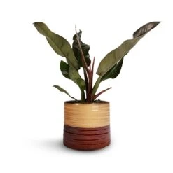Philodendron Imperial Red -Plant Promotion Store Philodendron Imperial Red 17x50cm Didi Plant Pot Rustic Red Dip 20x18cm 1