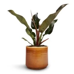 Philodendron Imperial Red -Plant Promotion Store Philodendron Imperial Red 17x50cm Jordy Plant Pot Caramel 20x18cm 1