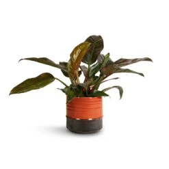 Marlijn Plant Pot - Coral 30 Marlijn Plant Pot - Coral -Plant Promotion Store Philodendron Imperial Red 19x55cm Marlijn Plant Pot Coral 21x21cm e65c397a 1257 461d a0df 5f3b69073383