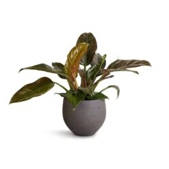 Mini Orb Kevan Plant Pot - Black Washed -Plant Promotion Store Philodendron Imperial Red 19x55cm Mini Orb Kevan Plant Pot Black Washed 25x21cm 4f959ecf 6443 4dd9 bcca 626091519d71