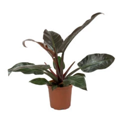 Philodendron Imperial Red -Plant Promotion Store Philodendron Imperial Red
